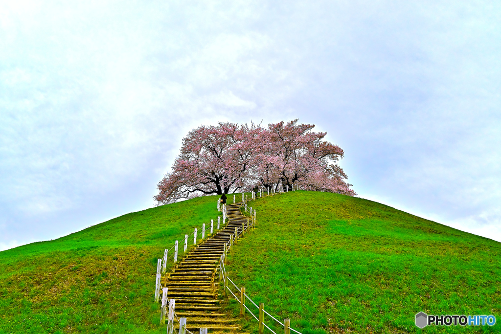 古墳の桜③