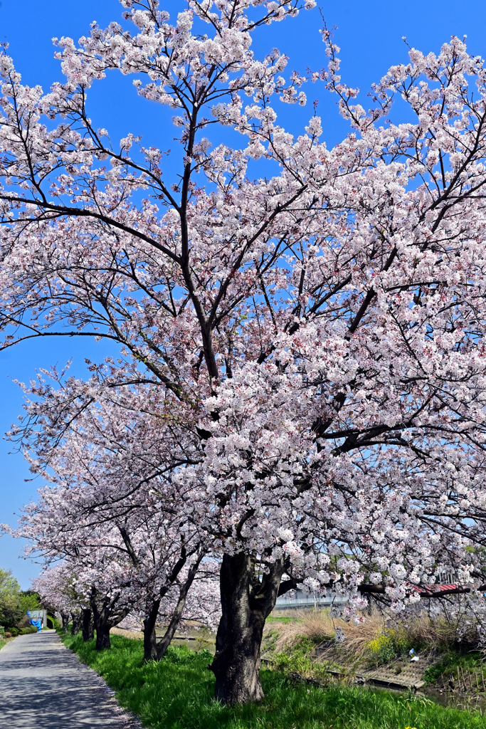 地元の桜(2)