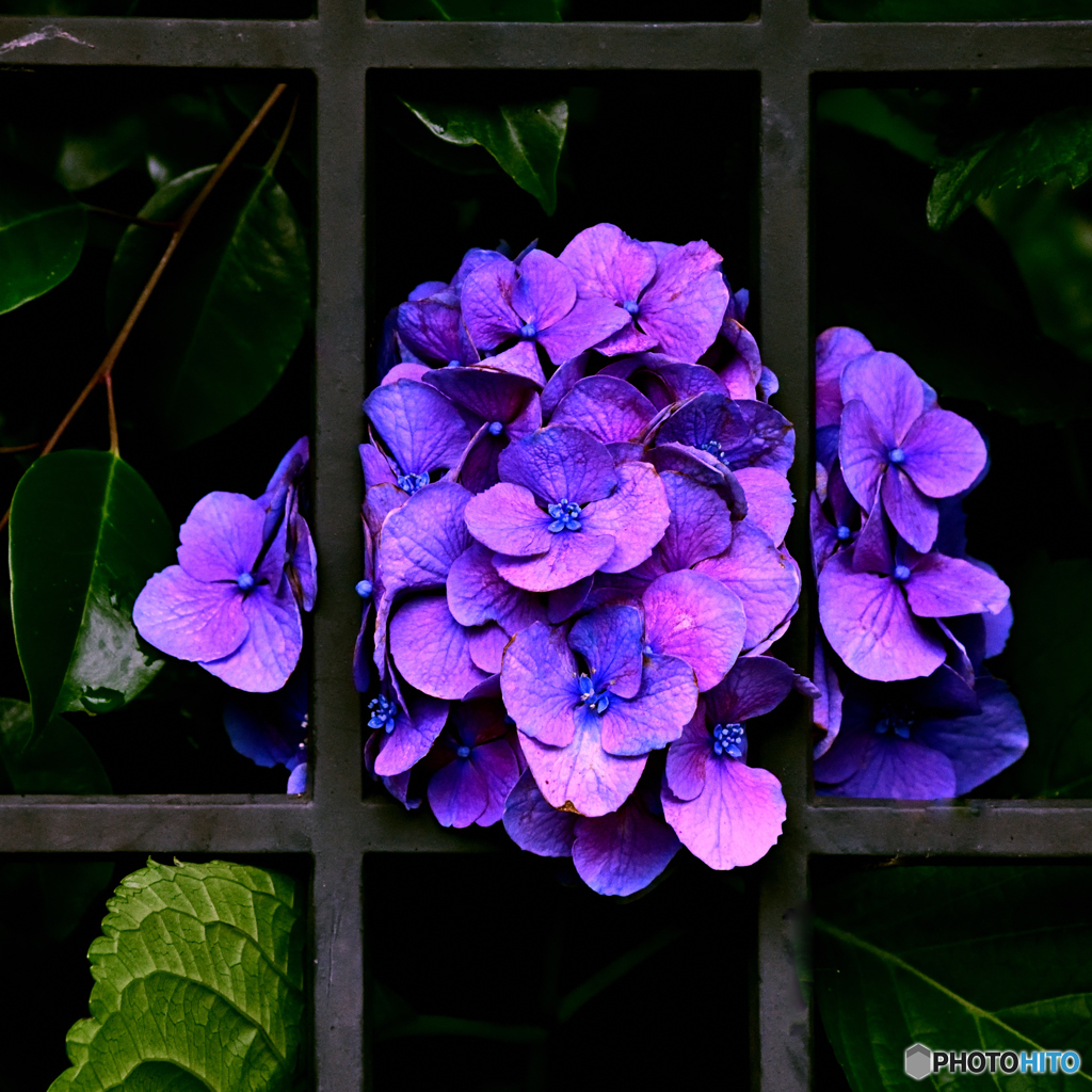 紫陽花～額入り