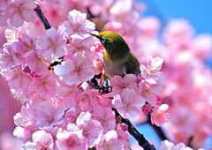 メジロ・桜・青空2019(1)