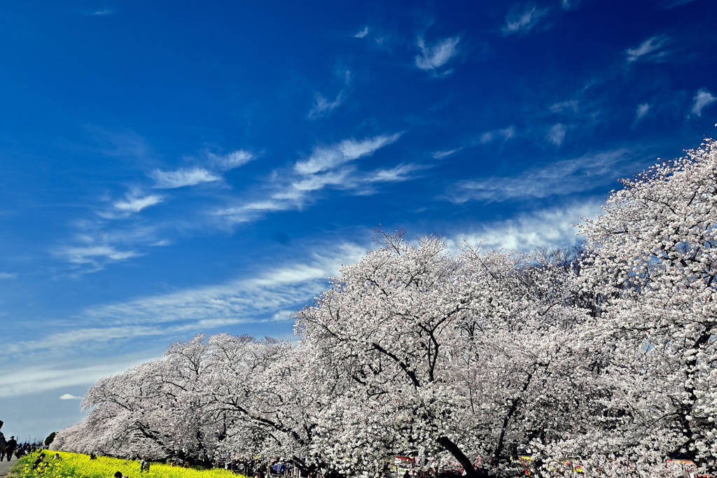 熊谷桜堤②