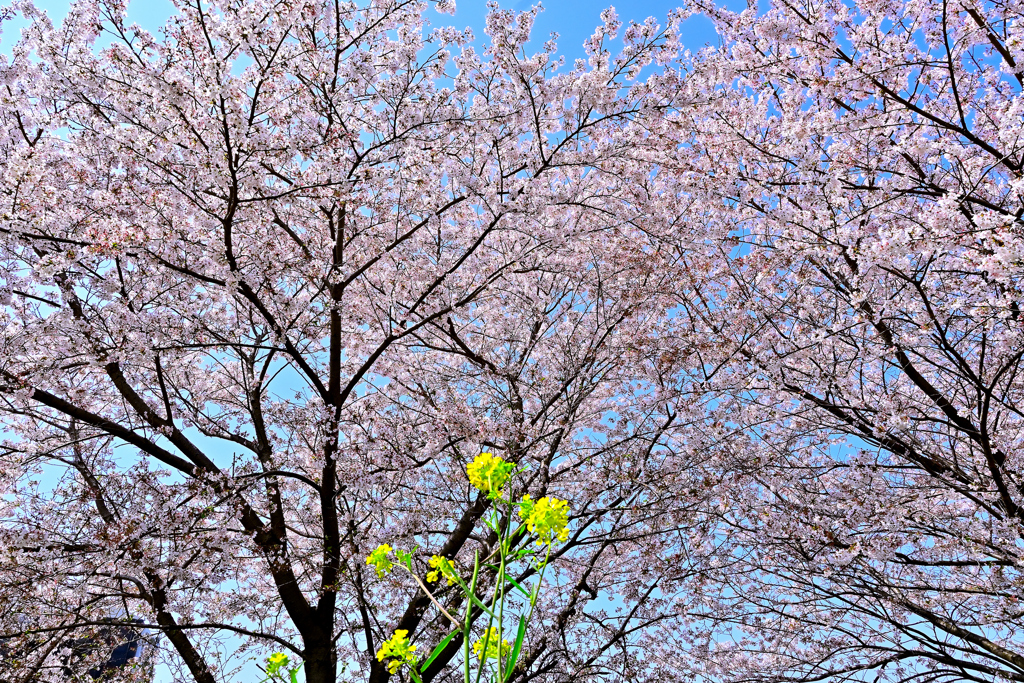 地元の桜(4)