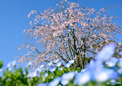 今年最後の桜かな？