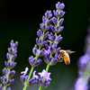 Lavender with Bee