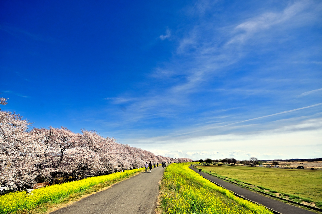 熊谷桜堤①