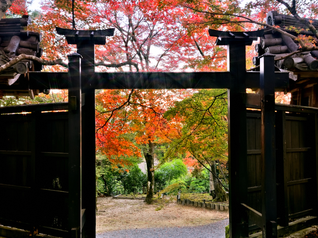 京の秋・嵯峨 二尊院