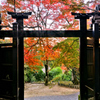 京の秋・嵯峨 二尊院