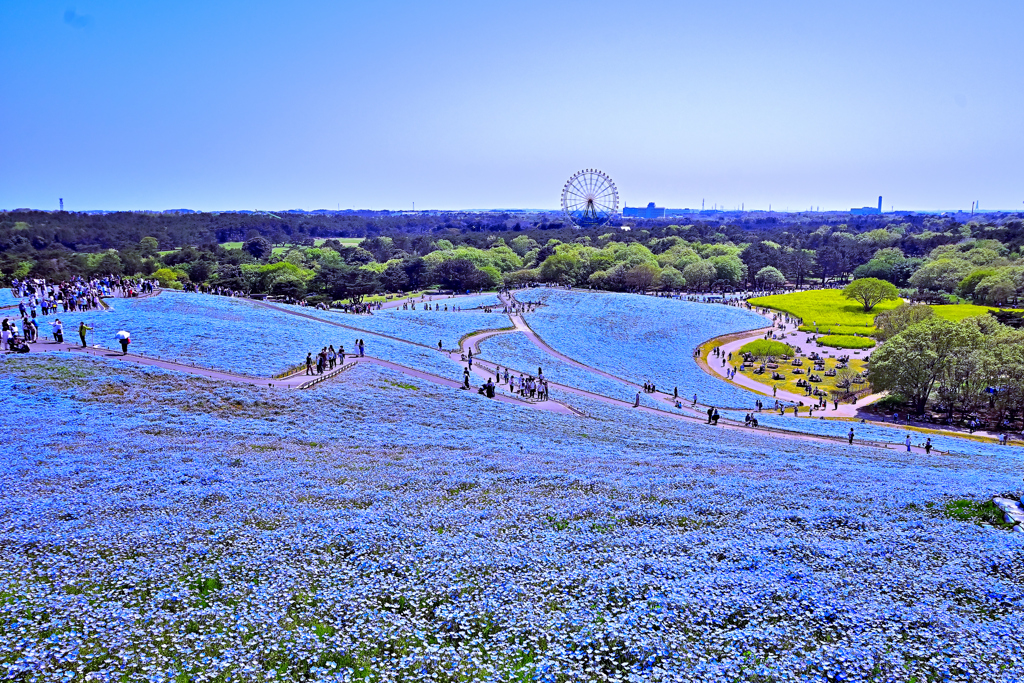 ひたち海浜公園