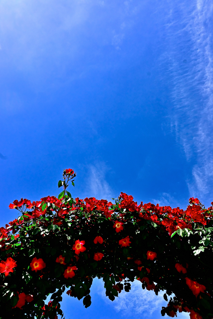 薔薇・青空