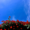 薔薇・青空