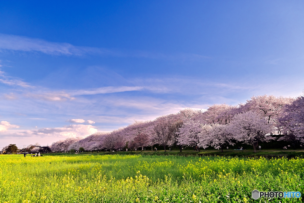 権現堂桜堤①