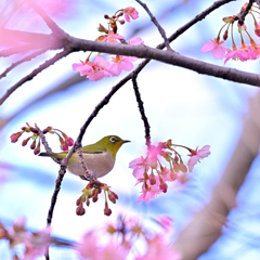 メジロさんと河津桜①