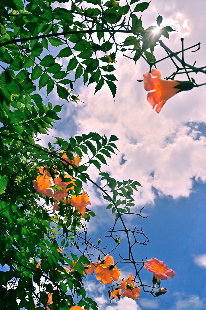 夏空