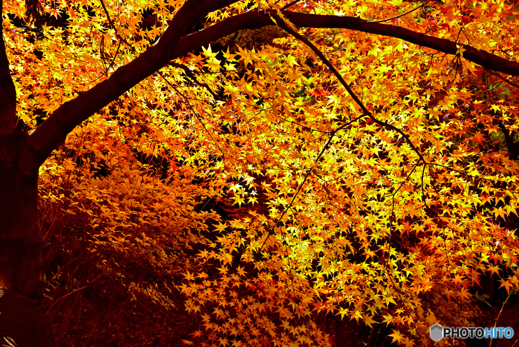 今年最後の紅葉(本土寺の紅葉2019④)