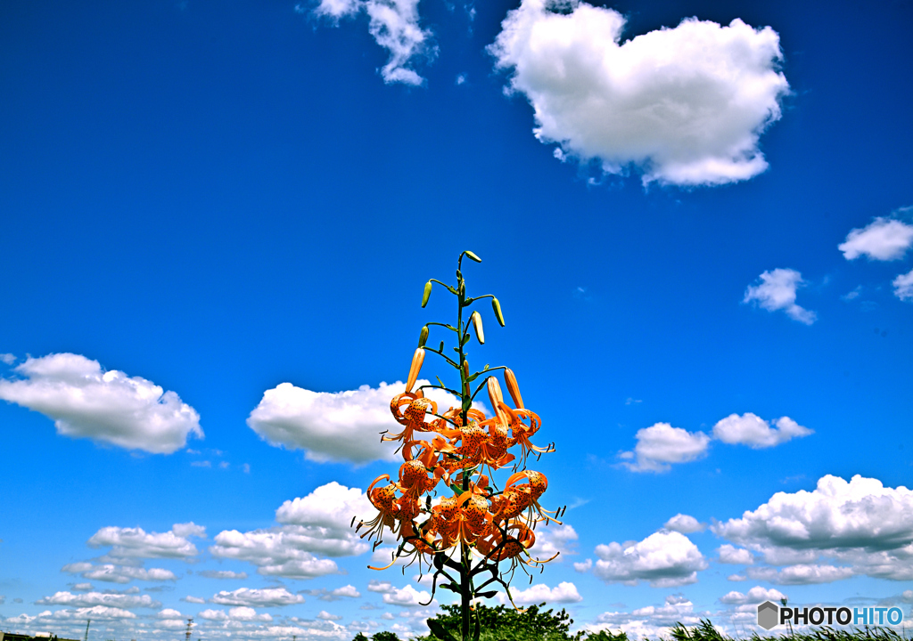 夏空・オニユリ