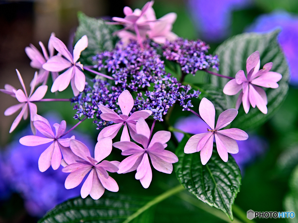 紫陽花～優しい美