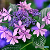 紫陽花～優しい美