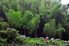 竹林・紫陽花