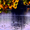 秋の池面