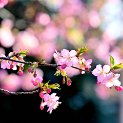 桜はまだかいな…(2)