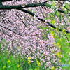 春・真っ盛り