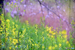 菜の花・桜を従えて