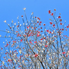 桜が終わると花水木が始まります