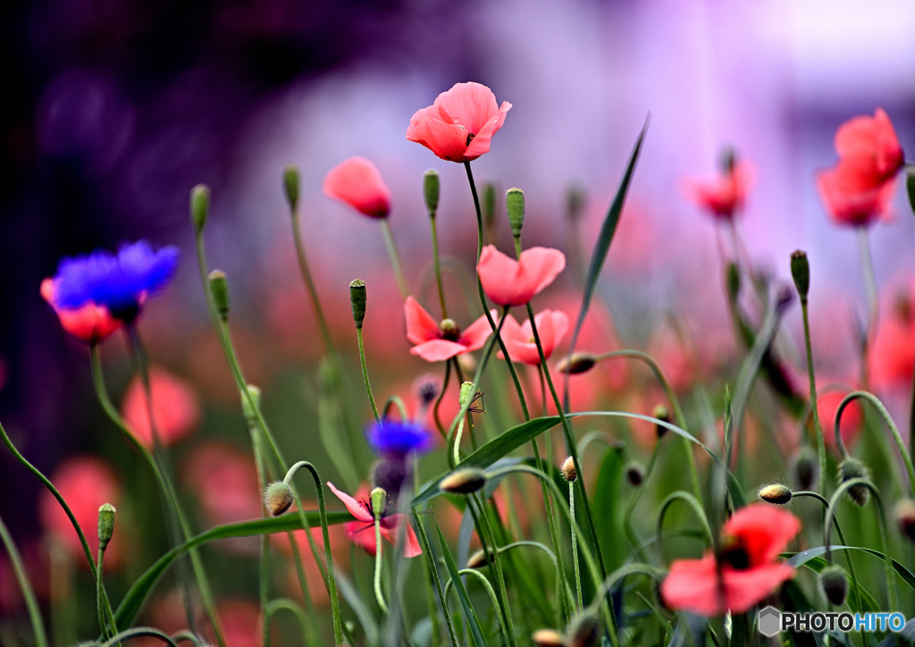 丘の上ひなげしの花で