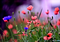 丘の上ひなげしの花で