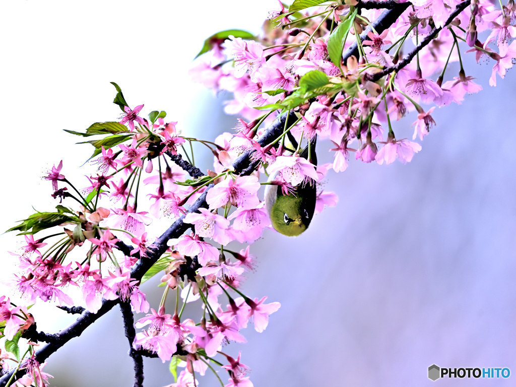 メジロさんと河津桜⑤