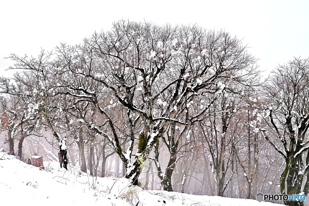 陣馬山頂・春の雪