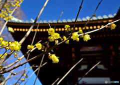 お寺の蝋梅