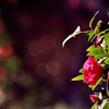 山茶花の光