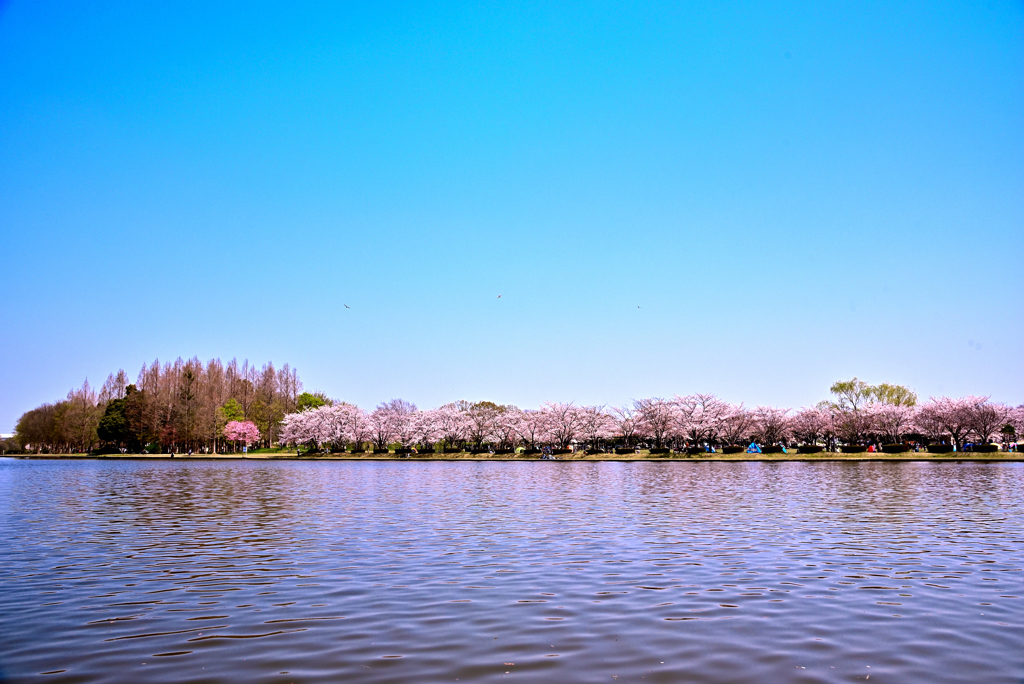 桜・川流れ