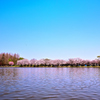 桜・川流れ