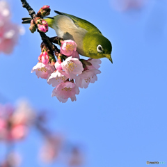 メジロさんと河津桜⑥