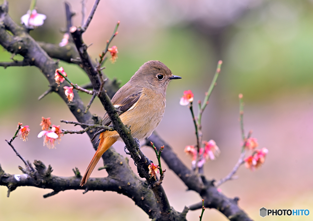 梅に来る鳥