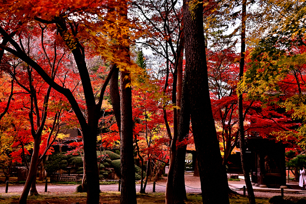 平林寺紅葉2019⑤