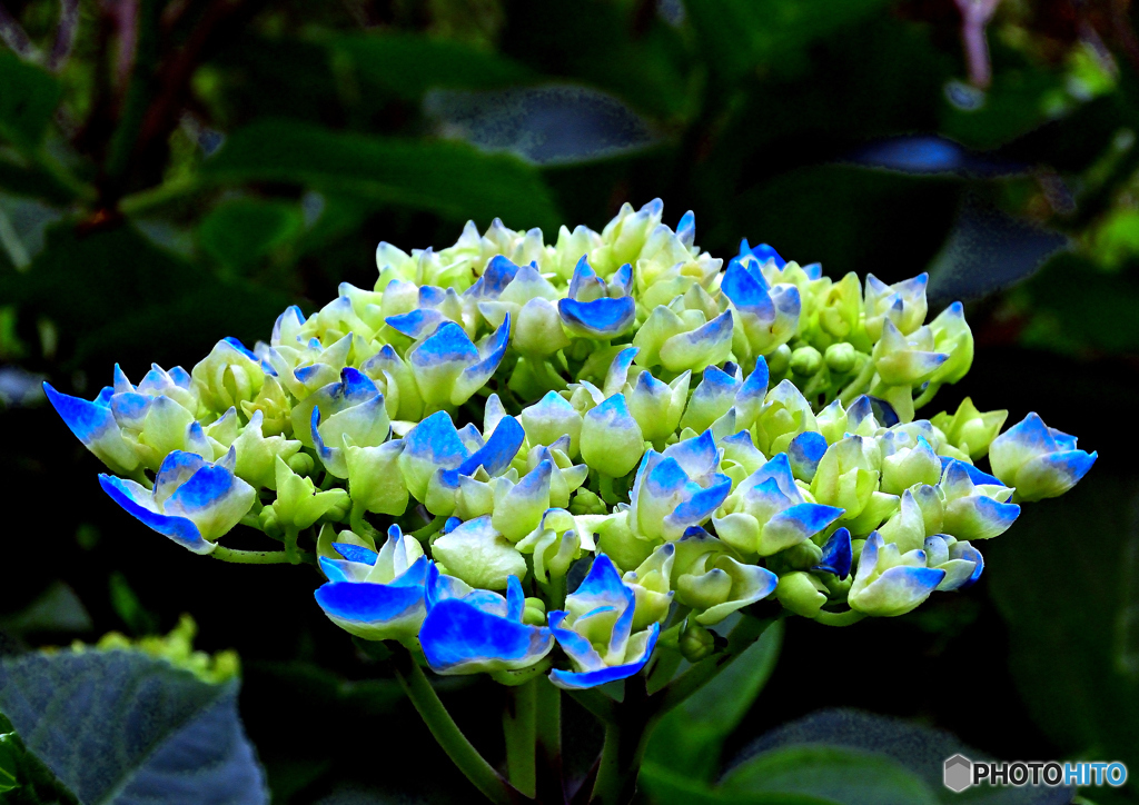 「紫陽花」が始まりました。