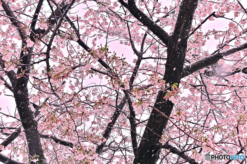 桜満開・雪が降る