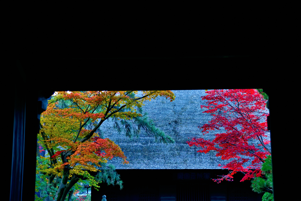 平林寺紅葉2019④