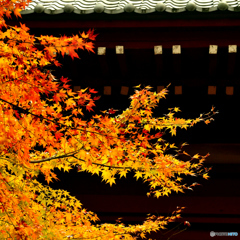 本土寺・秋2017