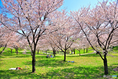 お花見ではありません 距離はとっています