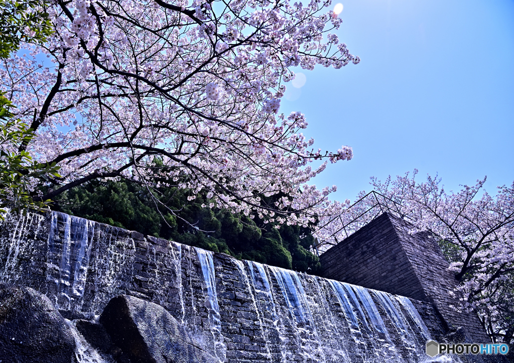 桜晴れ