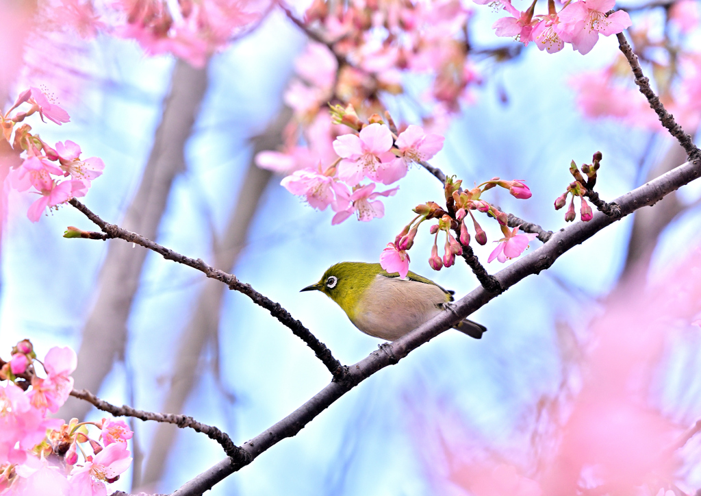 メジロさんと河津桜②