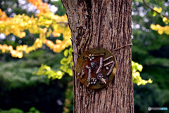 「カツラ」の樹・黄葉