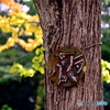 「カツラ」の樹・黄葉