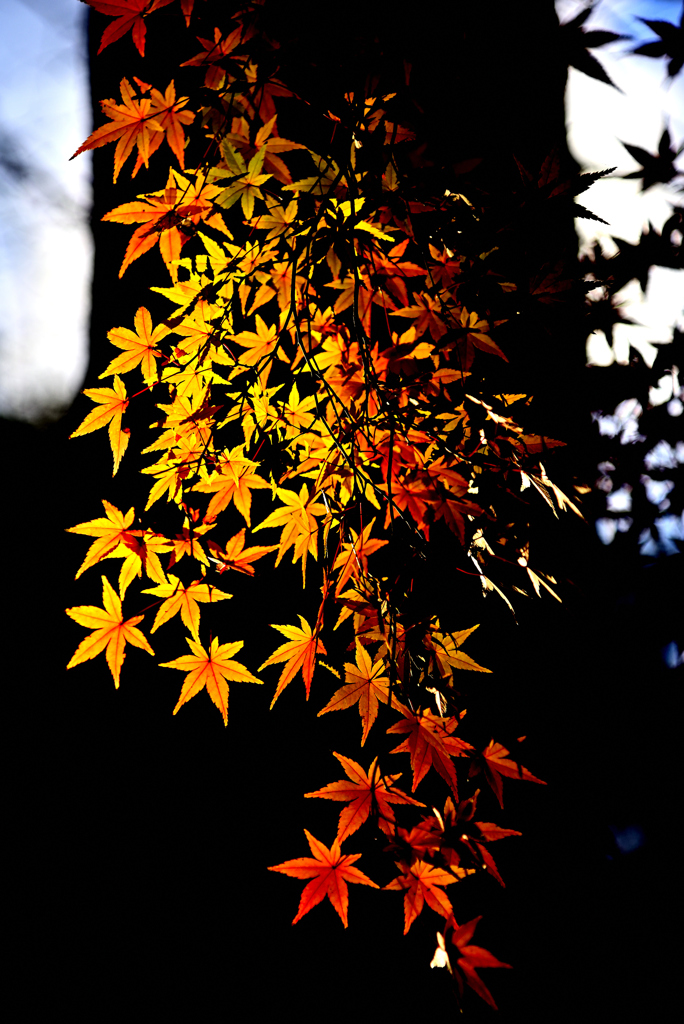 平林寺紅葉2019⑥