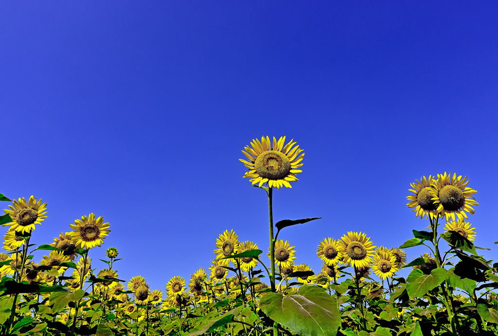 今年の夏空