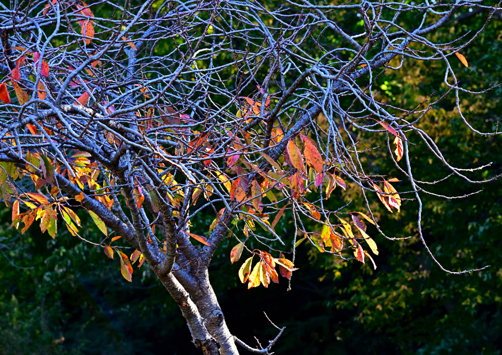 鬱金(ウコン)桜・紅葉